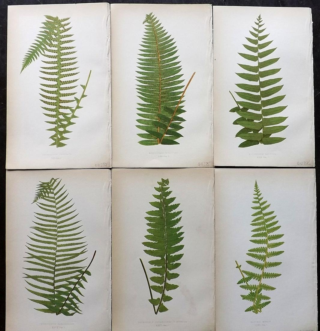 Lowe, Edward 1862 Lot of 6 Antique Fern Prints: Woodblocks Published 1856-62 by Groombridge and Sons, London for "Ferns: British and Exotic" by Edward Lowe. Illustrated by A.F. Lydon. Printed by Benjamin Fawcett. Paper Size: 10 x 6 inch (25 x 15cm)
