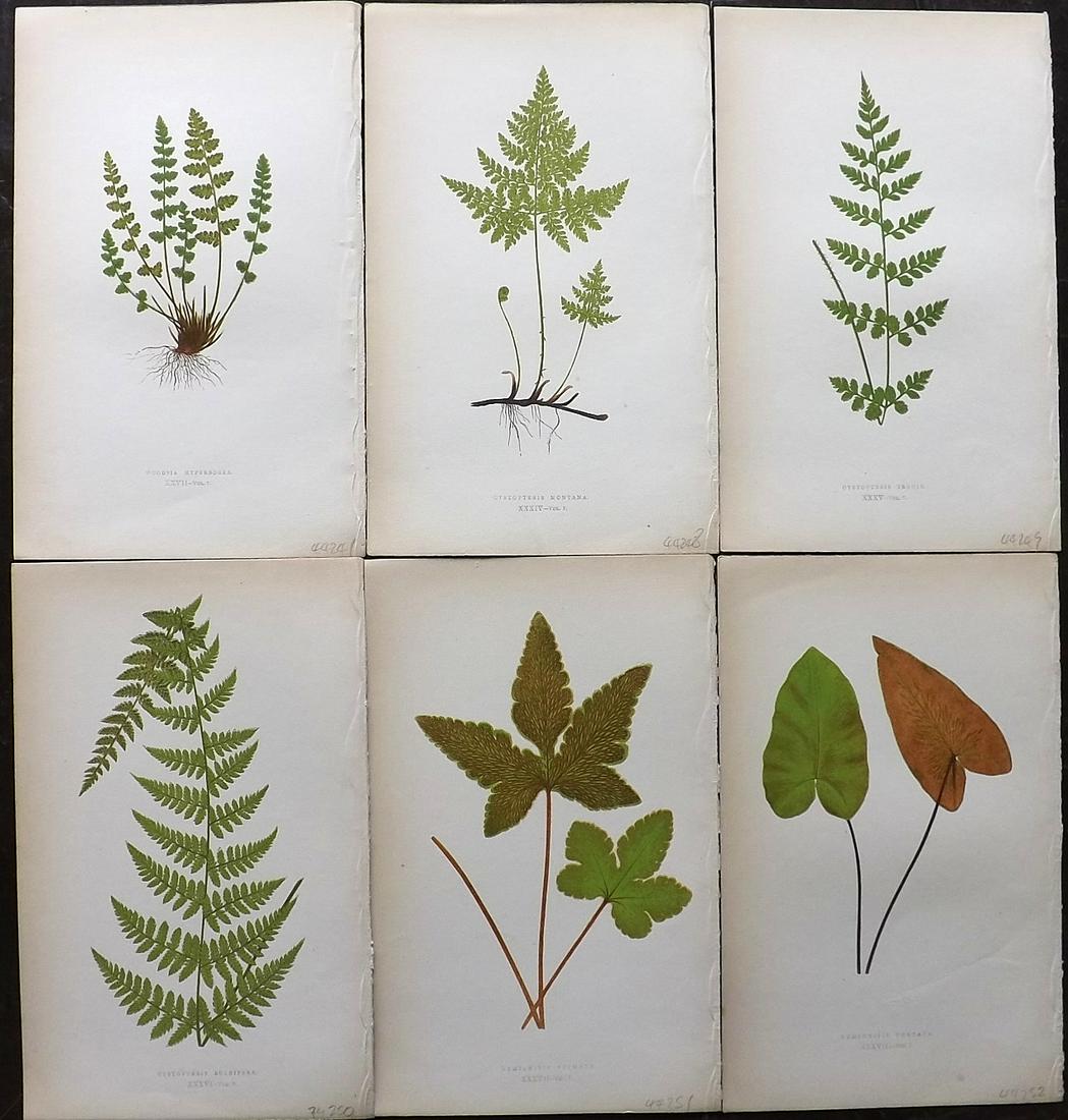 Lowe, Edward 1862 Lot of 6 Antique Fern Prints: Woodblocks Published 1856-62 by Groombridge and Sons, London for "Ferns: British and Exotic" by Edward Lowe. Illustrated by A.F. Lydon. Printed by Benjamin Fawcett. Paper Size: 10 x 6 inch (25 x 15cm)
