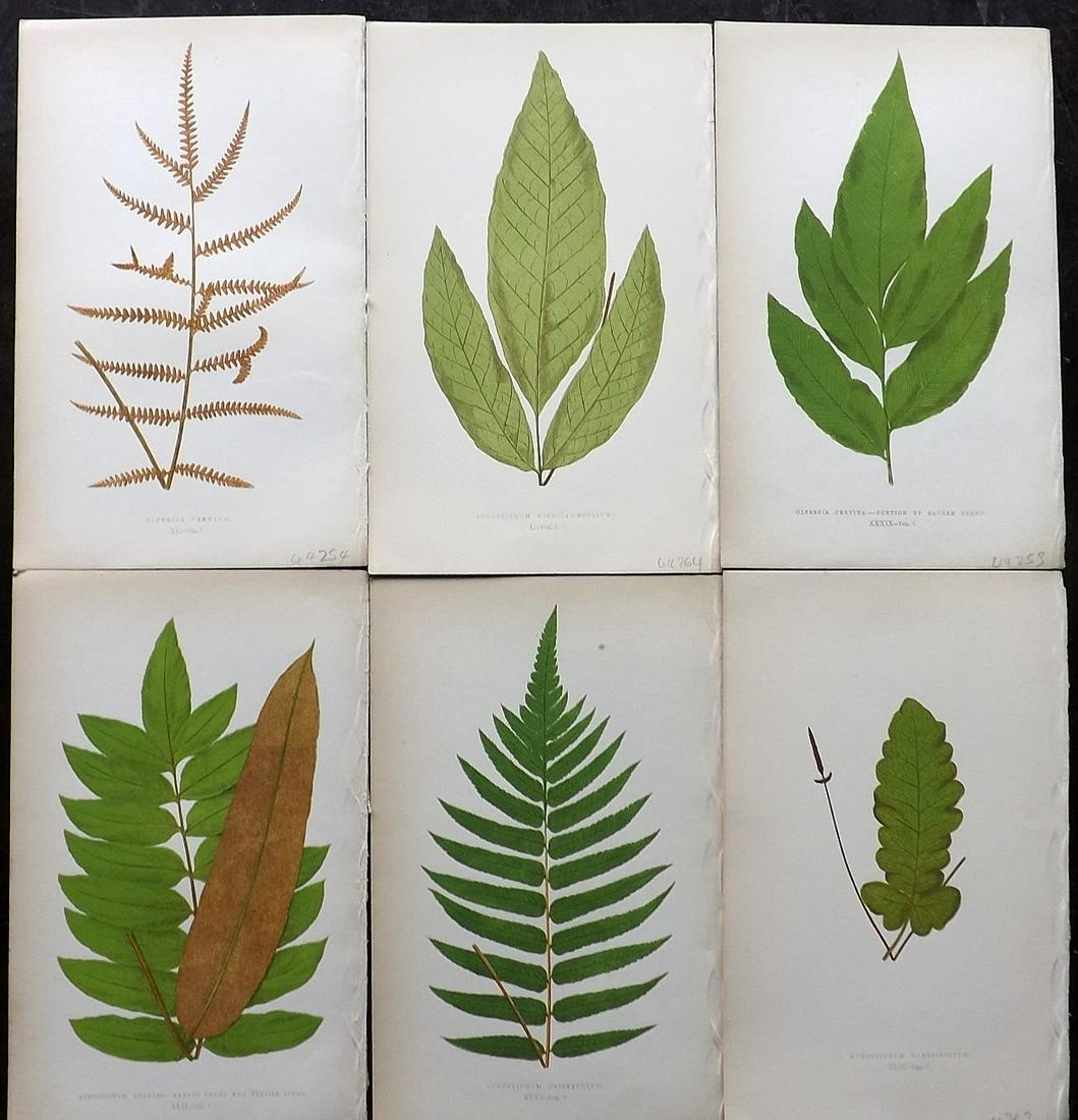 Lowe, Edward 1862 Lot of 6 Antique Fern Prints: Woodblocks Published 1856-62 by Groombridge and Sons, London for "Ferns: British and Exotic" by Edward Lowe. Illustrated by A.F. Lydon. Printed by Benjamin Fawcett. Paper Size: 10 x 6 inch (25 x 15cm)