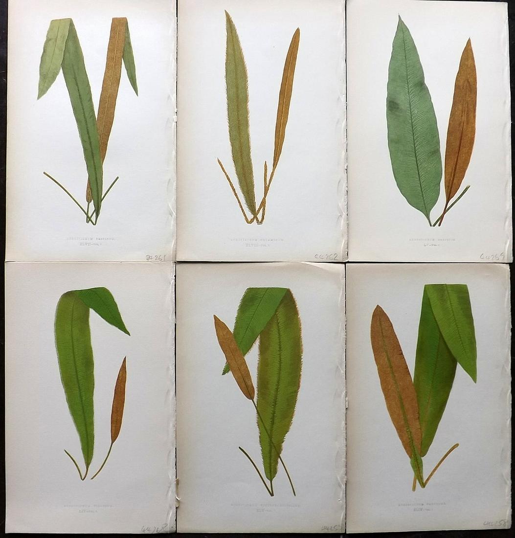 Lowe, Edward 1862 Lot of 6 Antique Fern Prints: Woodblocks Published 1856-62 by Groombridge and Sons, London for "Ferns: British and Exotic" by Edward Lowe. Illustrated by A.F. Lydon. Printed by Benjamin Fawcett. Paper Size: 10 x 6 inch (25 x 15cm)