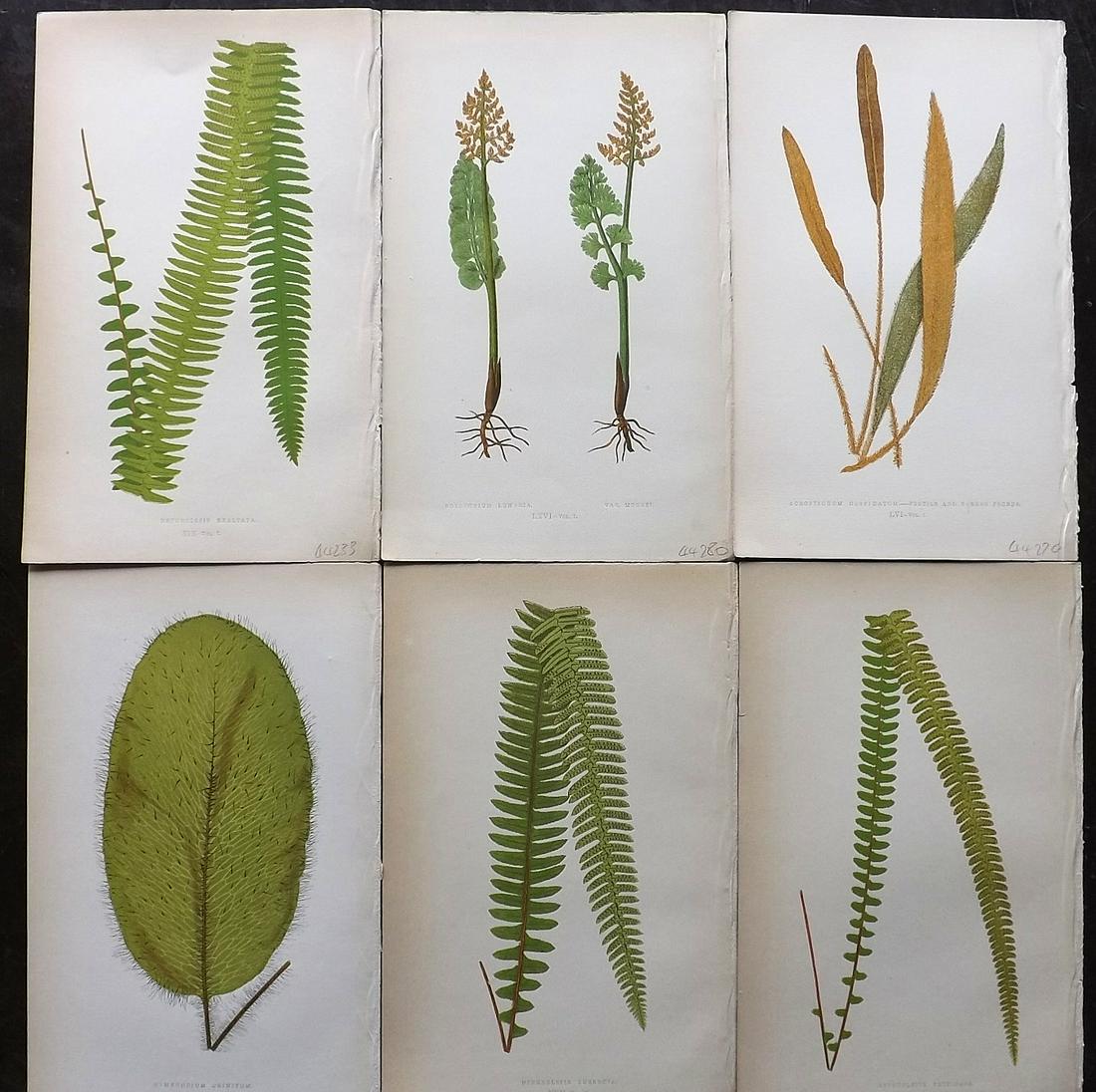 Lowe, Edward 1862 Lot of 6 Antique Fern Prints: Woodblocks Published 1856-62 by Groombridge and Sons, London for "Ferns: British and Exotic" by Edward Lowe. Illustrated by A.F. Lydon. Printed by Benjamin Fawcett. Paper Size: 10 x 6 inch (25 x 15cm)