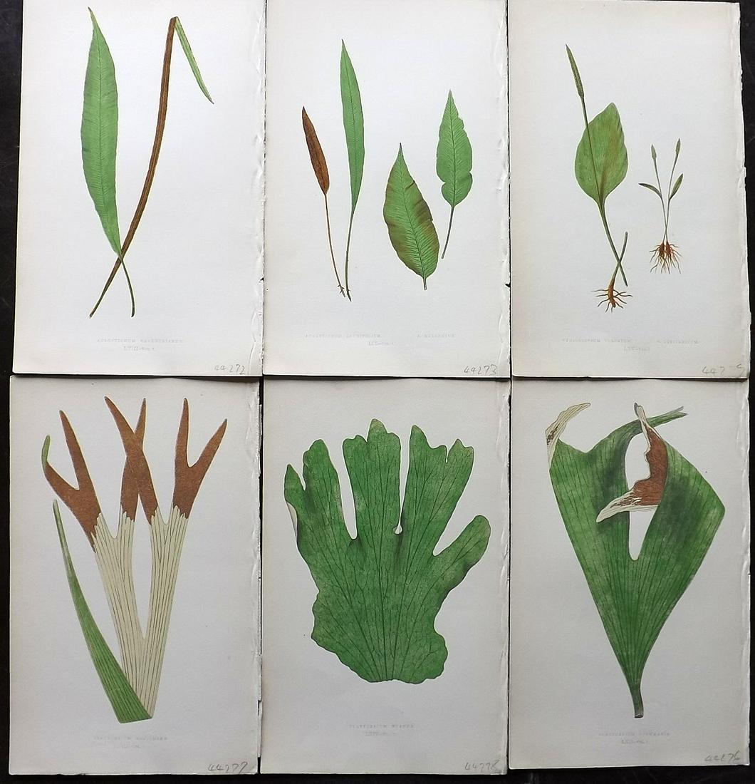 Lowe, Edward 1862 Lot of 6 Antique Fern Prints: Woodblocks Published 1856-62 by Groombridge and Sons, London for "Ferns: British and Exotic" by Edward Lowe. Illustrated by A.F. Lydon. Printed by Benjamin Fawcett. Paper Size: 10 x 6 inch (25 x 15cm)