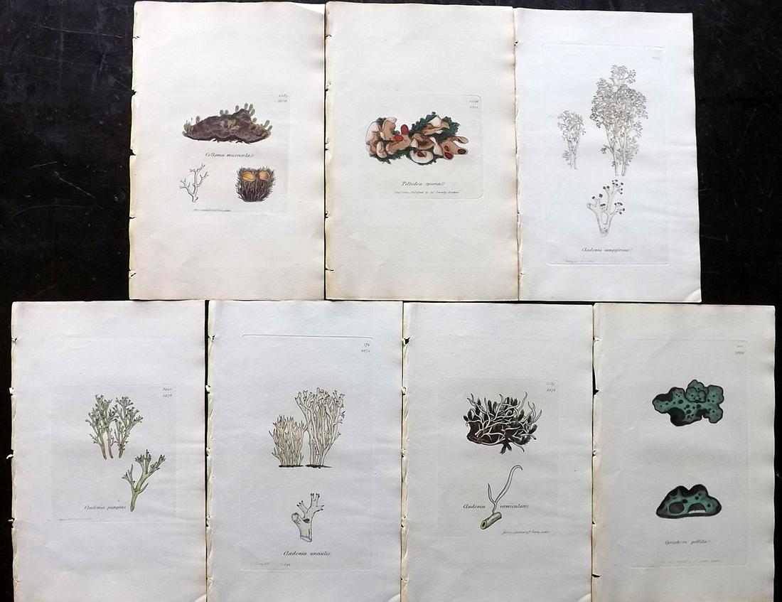 Sowerby, James 1846 Lot 7 HC Botanical Prints. Lichens: Hand Coloured Etchings Published London, 1832-46 for "English Botany; or, Coloured Figures of British Plants…" Second Edition by James Sowerby and Edward Smith. Paper Size: 9 x 5.5 inch (23 x 14cm) 