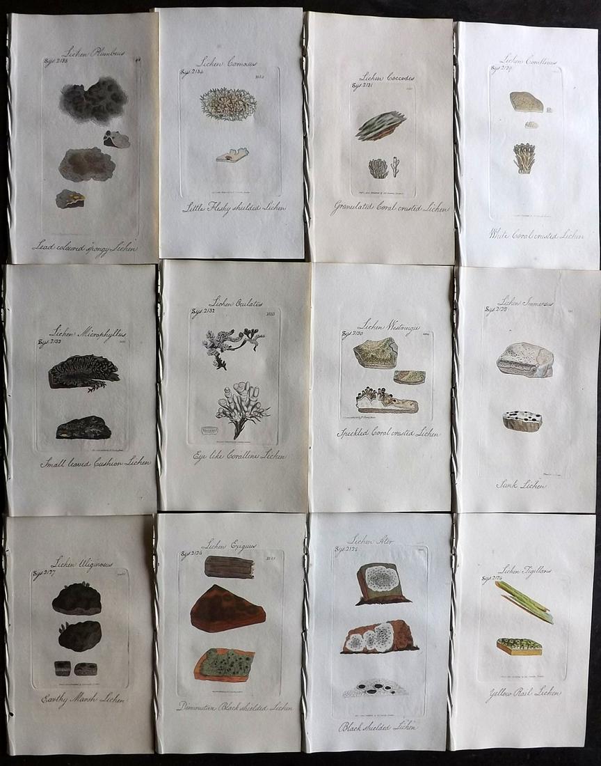 Sowerby, James C1800 Lot 12 HC Botanical Prints Lichens (1 of 2)