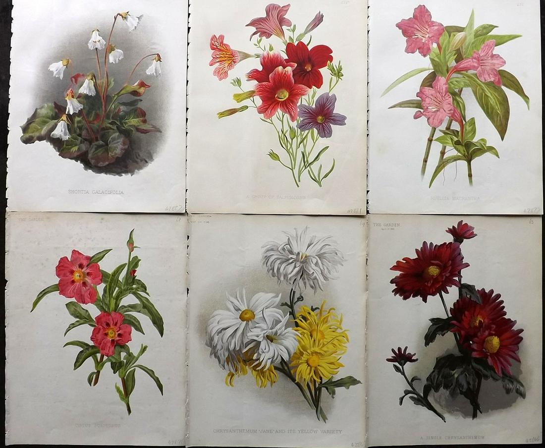 The Garden C1890 Lot of 6 Botanical Prints: Chromolithographs Published 1872-1927, London for "The Garden. An Illustrated Weekly Journal of Horticulture in all its Branches" Edited by William Robinson and others. Paper Size: 11.5 x 9 inch (29 x
