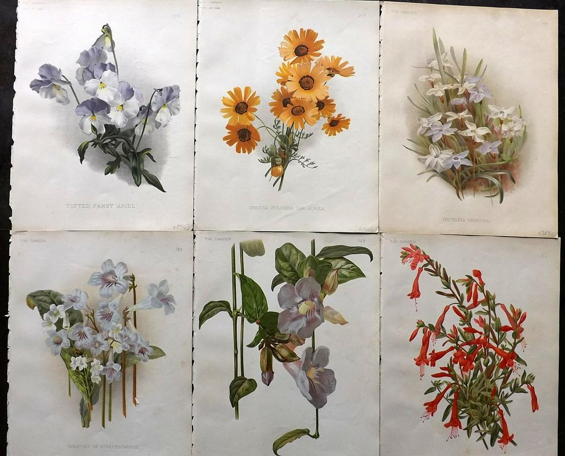 The Garden C1890 Lot of 6 Botanical Prints: Chromolithographs Published 1872-1927, London for "The Garden. An Illustrated Weekly Journal of Horticulture in all its Branches" Edited by William Robinson and others. Paper Size: 11.5 x 9 inch (29 x