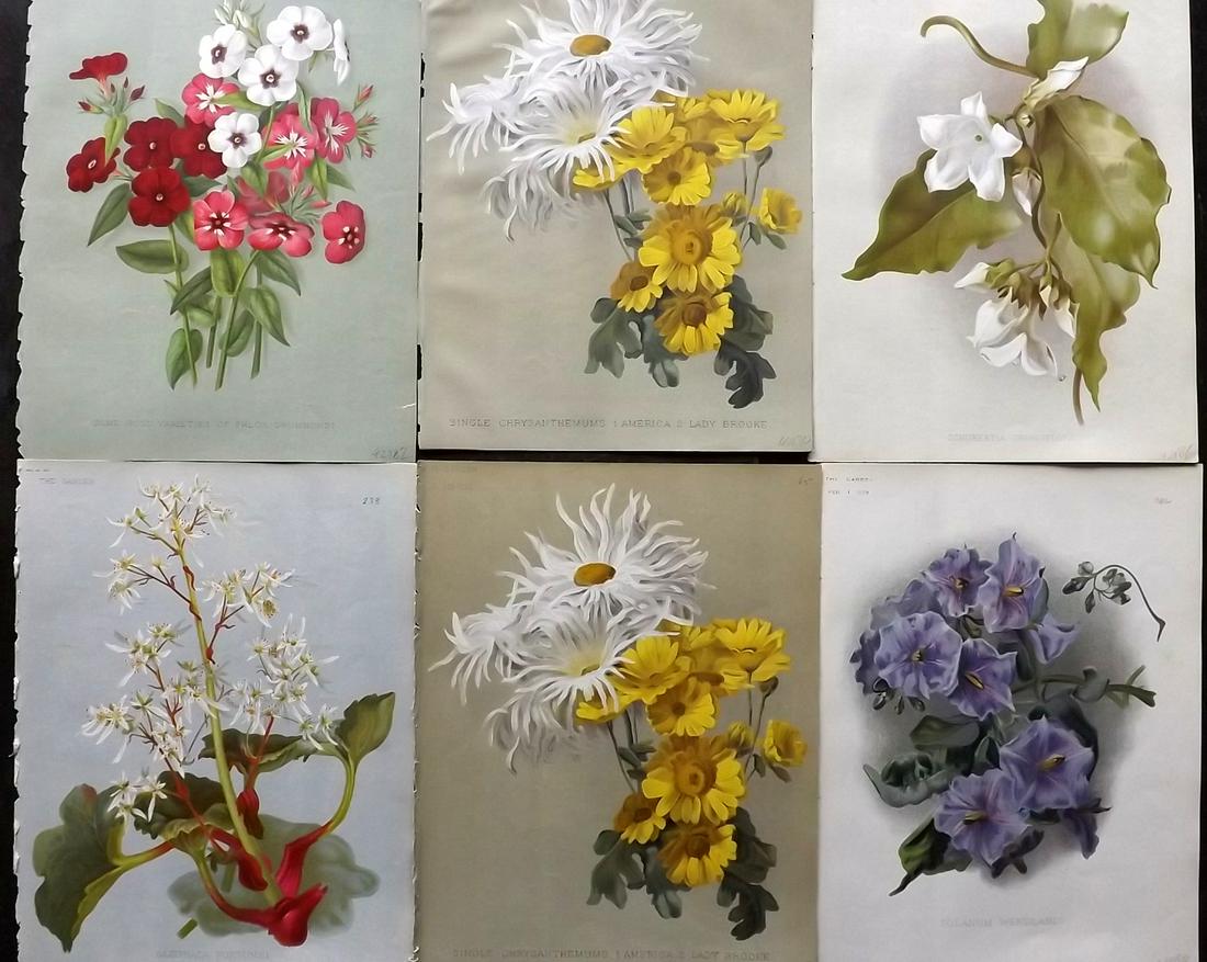The Garden C1890 Lot of 6 Botanical Prints: Chromolithographs Published 1872-1927, London for "The Garden. An Illustrated Weekly Journal of Horticulture in all its Branches" Edited by William Robinson and others. Paper Size: 11.5 x 9 inch (29 x