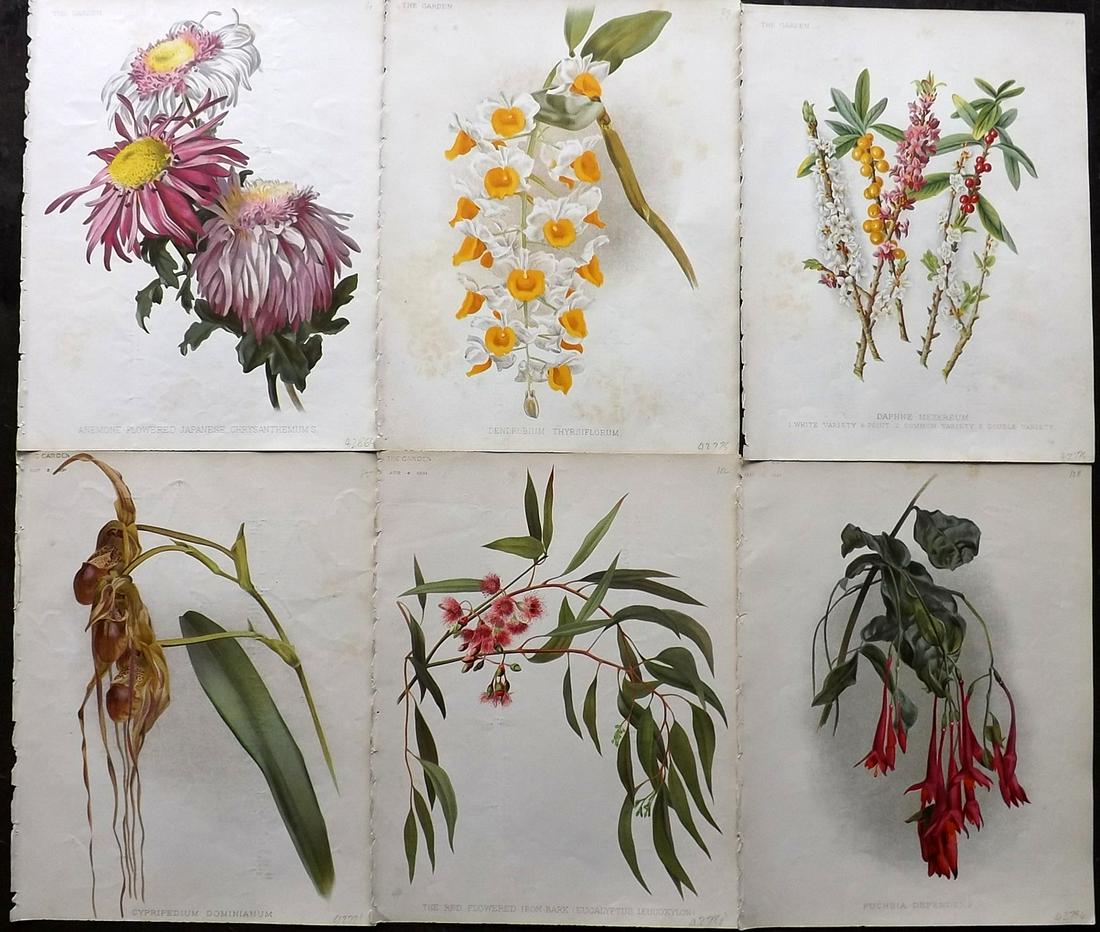The Garden C1890 Lot of 6 Botanical Prints: Chromolithographs Published 1872-1927, London for "The Garden. An Illustrated Weekly Journal of Horticulture in all its Branches" Edited by William Robinson and others. Paper Size: 11.5 x 9 inch (29 x