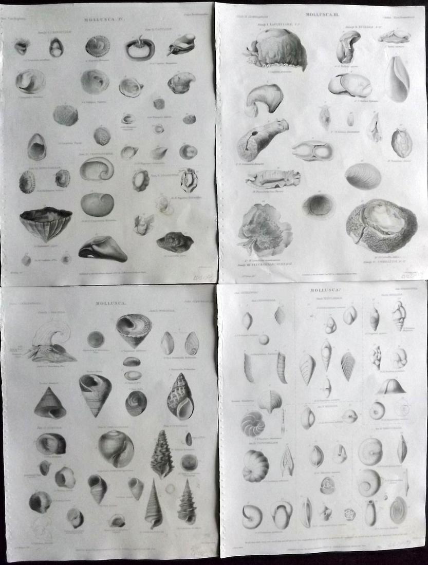 Encyclo. Metropolitana C1830 Lot of 4 Shell Prints (1 of 2)