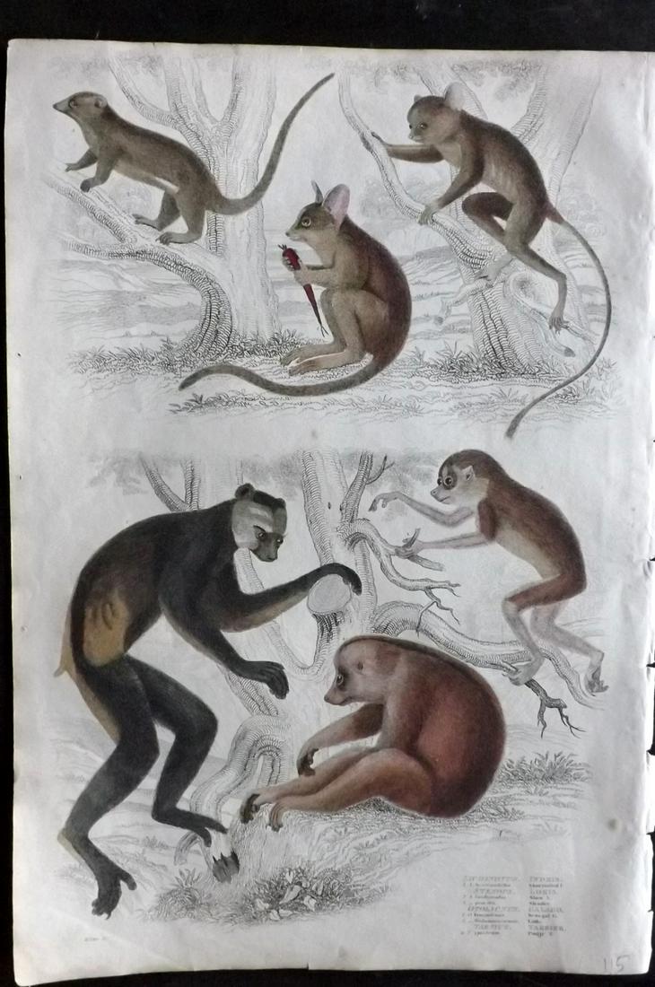 MacGillivray, William 1840 Folio HC Print. Loris: Folio Hand Coloured Steel Engraving with Etching Published 1835-40, Edinburgh for "The Edinburgh Journal of Natural History, and of the Physical Sciences" by William MacGillivray. Paper Size: 13.5 x 9