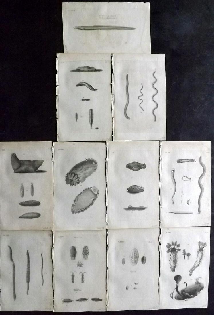 Pennant, Thomas 1776 Lot 11 Prints. Worms, Sea Life etc: Copper Plates Published 1776-77, London for "British Zoology" by Thomas Pennant. Paper Size: 8 x 5 inch (21 x 13cm) Minor background toning/offsetting. Good Condition