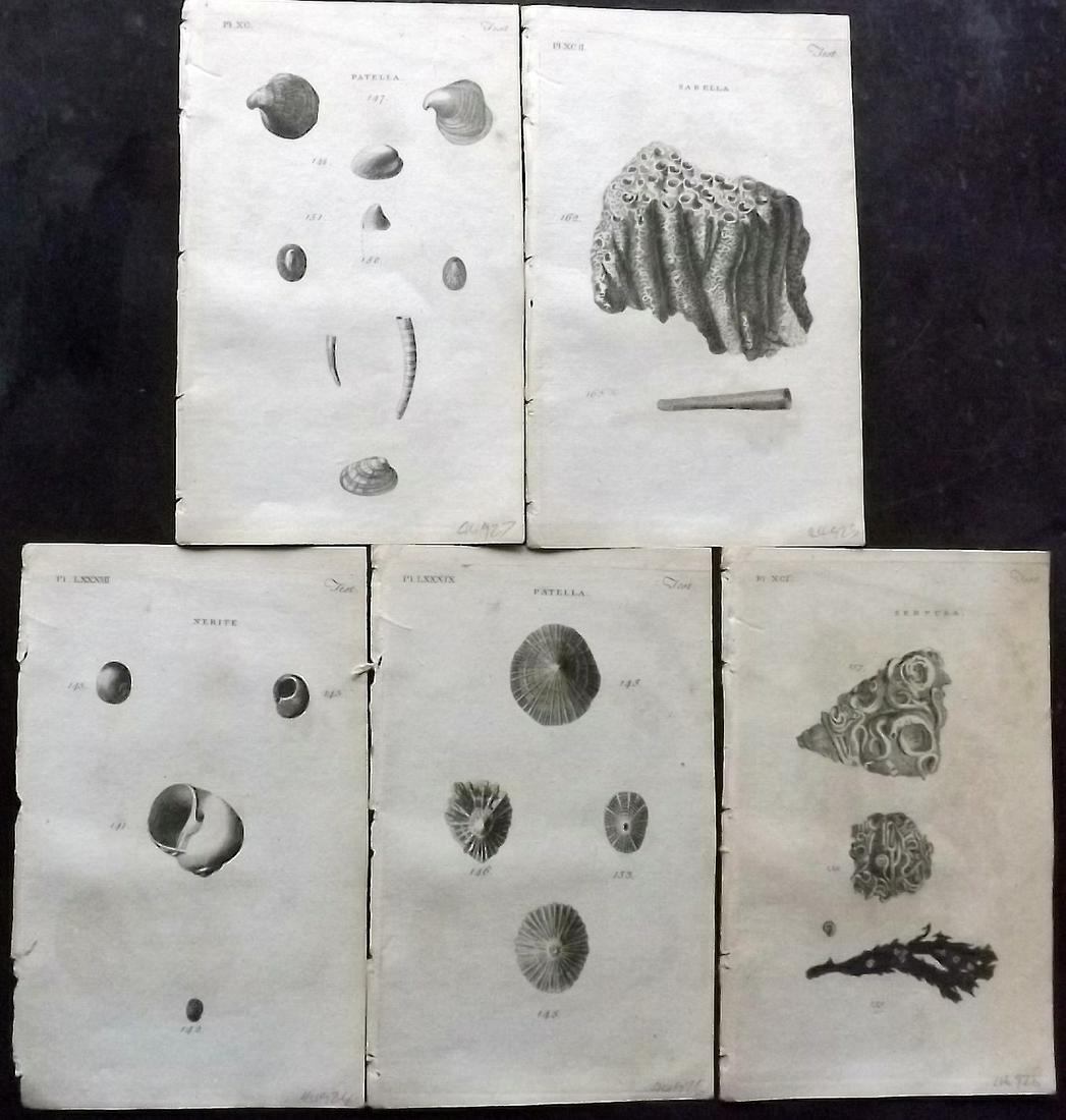 Pennant, Thomas 1776 Lot of 5 Antique Shell Prints: Copper Plates Published 1776-77, London for "British Zoology" by Thomas Pennant. Paper Size: 8 x 5 inch (21 x 13cm) Minor background toning/offsetting. Good Condition