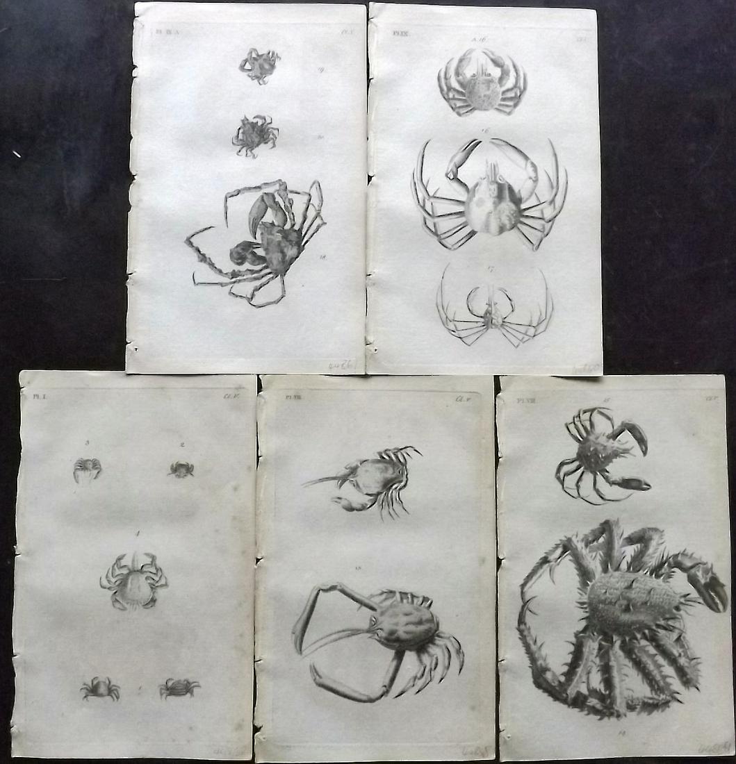 Pennant, Thomas 1776 Lot of 5 Prints. Crabs: Copper Plates Published 1776-77, London for "British Zoology" by Thomas Pennant. Paper Size: 8 x 5 inch (21 x 13cm) Minor background toning/offsetting. Good Condition