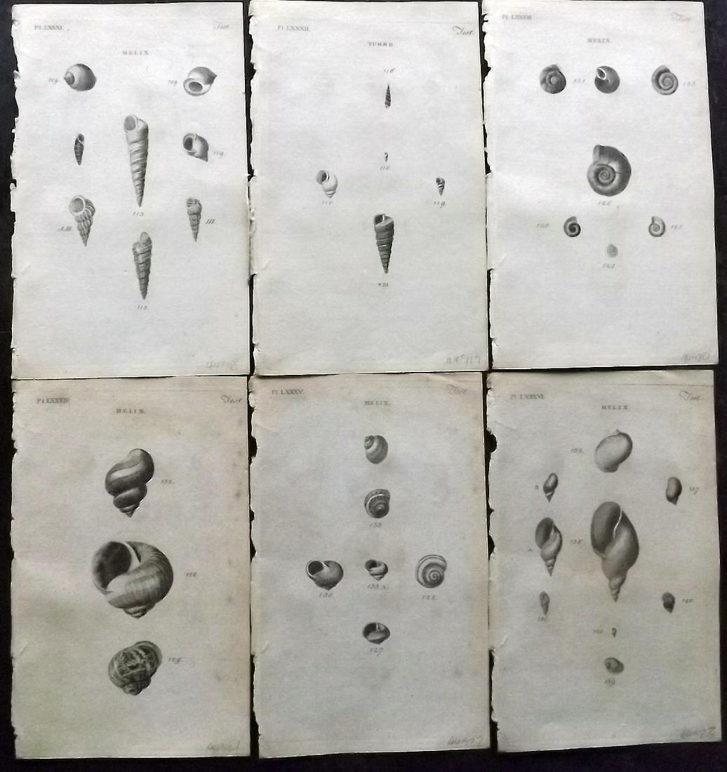 Pennant, Thomas 1776 Lot of 6 Antique Shell Prints: Copper Plates Published 1776-77, London for "British Zoology" by Thomas Pennant. Paper Size: 8 x 5 inch (21 x 13cm) Minor background toning/offsetting. Good Condition