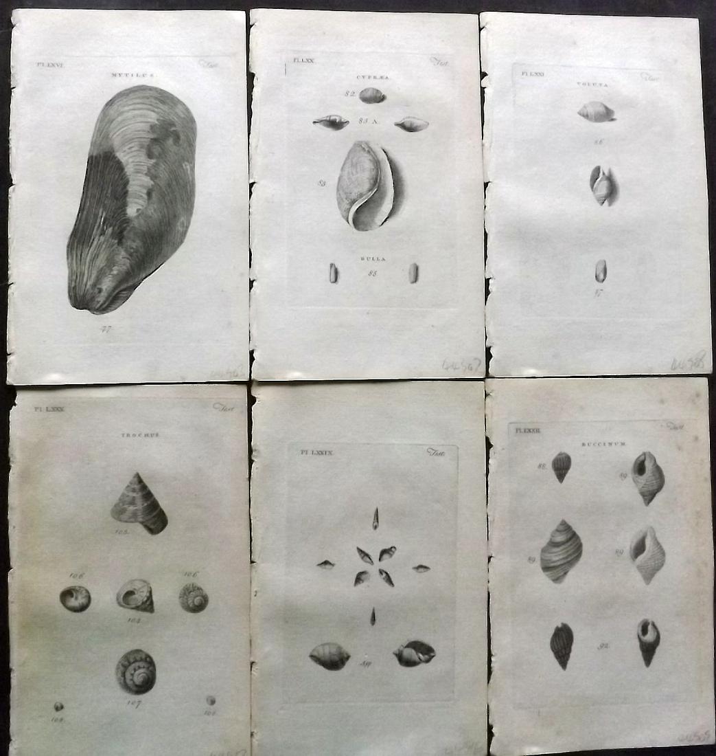 Pennant, Thomas 1776 Lot of 6 Antique Shell Prints: Copper Plates Published 1776-77, London for "British Zoology" by Thomas Pennant. Paper Size: 8 x 5 inch (21 x 13cm) Minor background toning/offsetting. Good Condition