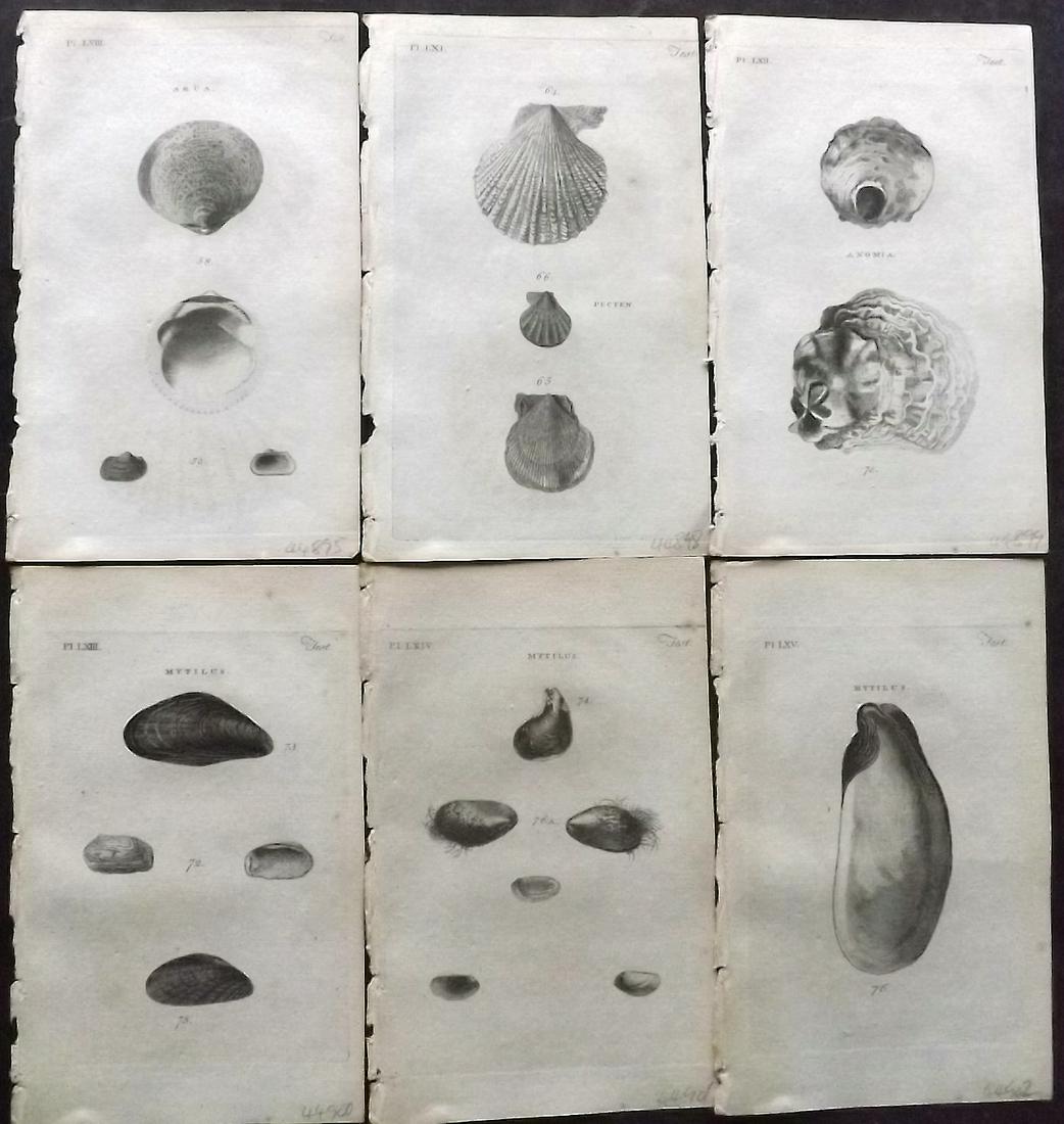 Pennant, Thomas 1776 Lot of 6 Antique Shell Prints: Copper Plates Published 1776-77, London for "British Zoology" by Thomas Pennant. Paper Size: 8 x 5 inch (21 x 13cm) Minor background toning/offsetting. Good Condition
