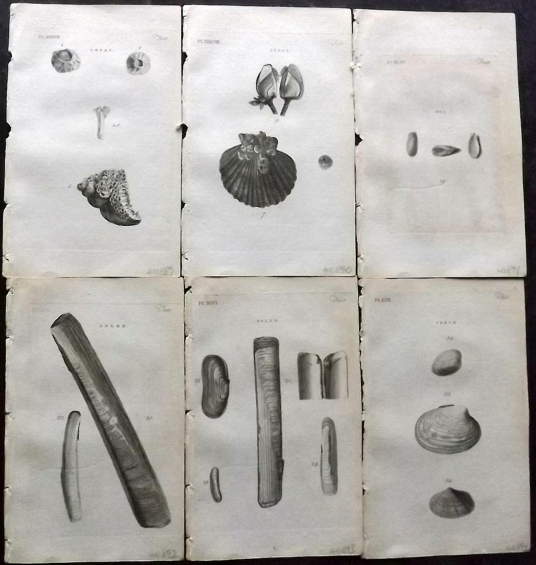 Pennant, Thomas 1776 Lot of 6 Antique Shell Prints: Copper Plates Published 1776-77, London for "British Zoology" by Thomas Pennant. Paper Size: 8 x 5 inch (21 x 13cm) Minor background toning/offsetting. Good Condition