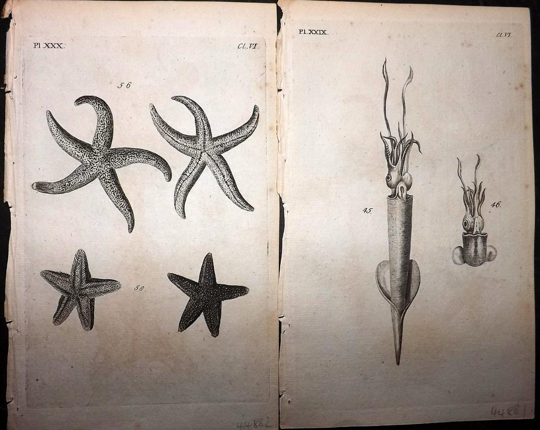 Pennant, Thomas 1776 Pair of Prints. Starfish,: Copper Plates Published 1776-77, London for "British Zoology" by Thomas Pennant. Paper Size: 8 x 5 inch (21 x 13cm) Minor background toning/offsetting. Good Condition