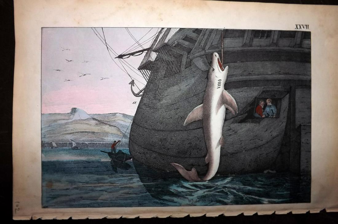 White, Adam 1859 Hand Colored Print. White Shark (1 of 2)