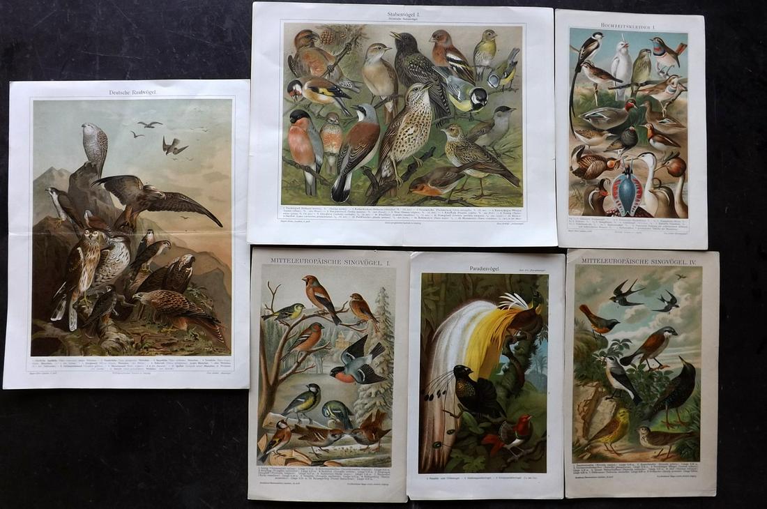 Birds 1890's Lot of 6 Antique Bird Prints: Lot of 6 Chromolithographs, Published Leipzig, 1890's. Examples from "Brockhaus' Konversations-Lexikon" and "Meyers Konversations-Lexikon" Paper Size: Up to 12 x 9.5 inch (30 x 24cm) Good Condition