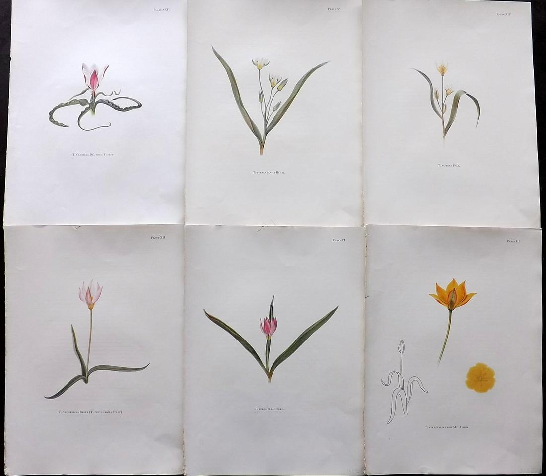 Dykes, William 1930 Lot of 6 Folio Tulip Prints (1 of 2)