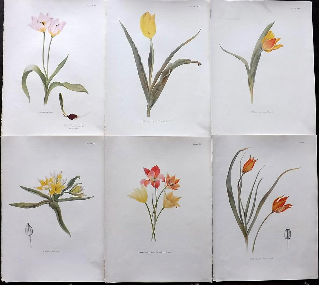 Dykes, William 1930 Lot of 6 Folio Tulip Prints (1 of 2)