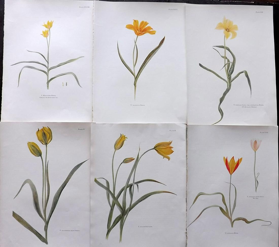 Dykes, William 1930 Lot of 6 Folio Tulip Prints (1 of 2)
