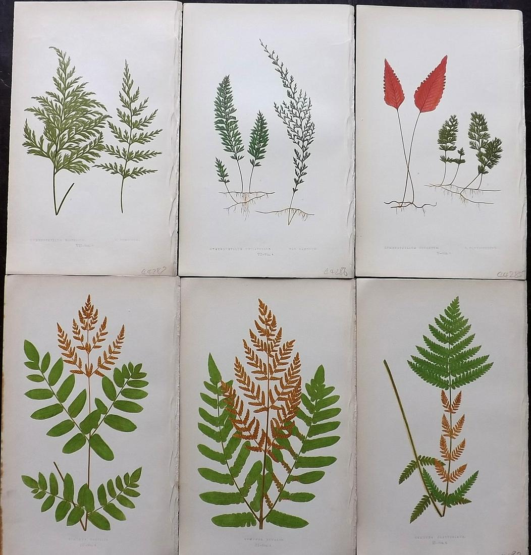 Lowe, Edward 1862 Lot of 6 Antique Fern Prints: Woodblocks Published 1856-62 by Groombridge and Sons, London for "Ferns: British and Exotic" by Edward Lowe. Illustrated by A.F. Lydon. Printed by Benjamin Fawcett. Paper Size: 10 x 6 inch (25 x 15cm)