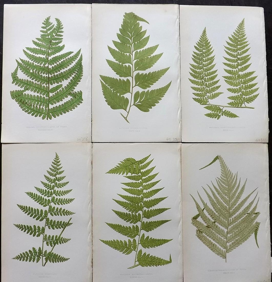 Lowe, Edward 1862 Lot of 6 Antique Fern Prints: Woodblocks Published 1856-62 by Groombridge and Sons, London for "Ferns: British and Exotic" by Edward Lowe. Illustrated by A.F. Lydon. Printed by Benjamin Fawcett. Paper Size: 10 x 6 inch (25 x 15cm)