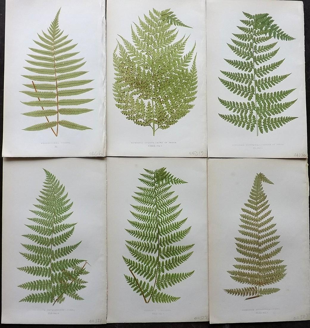 Lowe, Edward 1862 Lot of 6 Antique Fern Prints: Woodblocks Published 1856-62 by Groombridge and Sons, London for "Ferns: British and Exotic" by Edward Lowe. Illustrated by A.F. Lydon. Printed by Benjamin Fawcett. Paper Size: 10 x 6 inch (25 x 15cm)