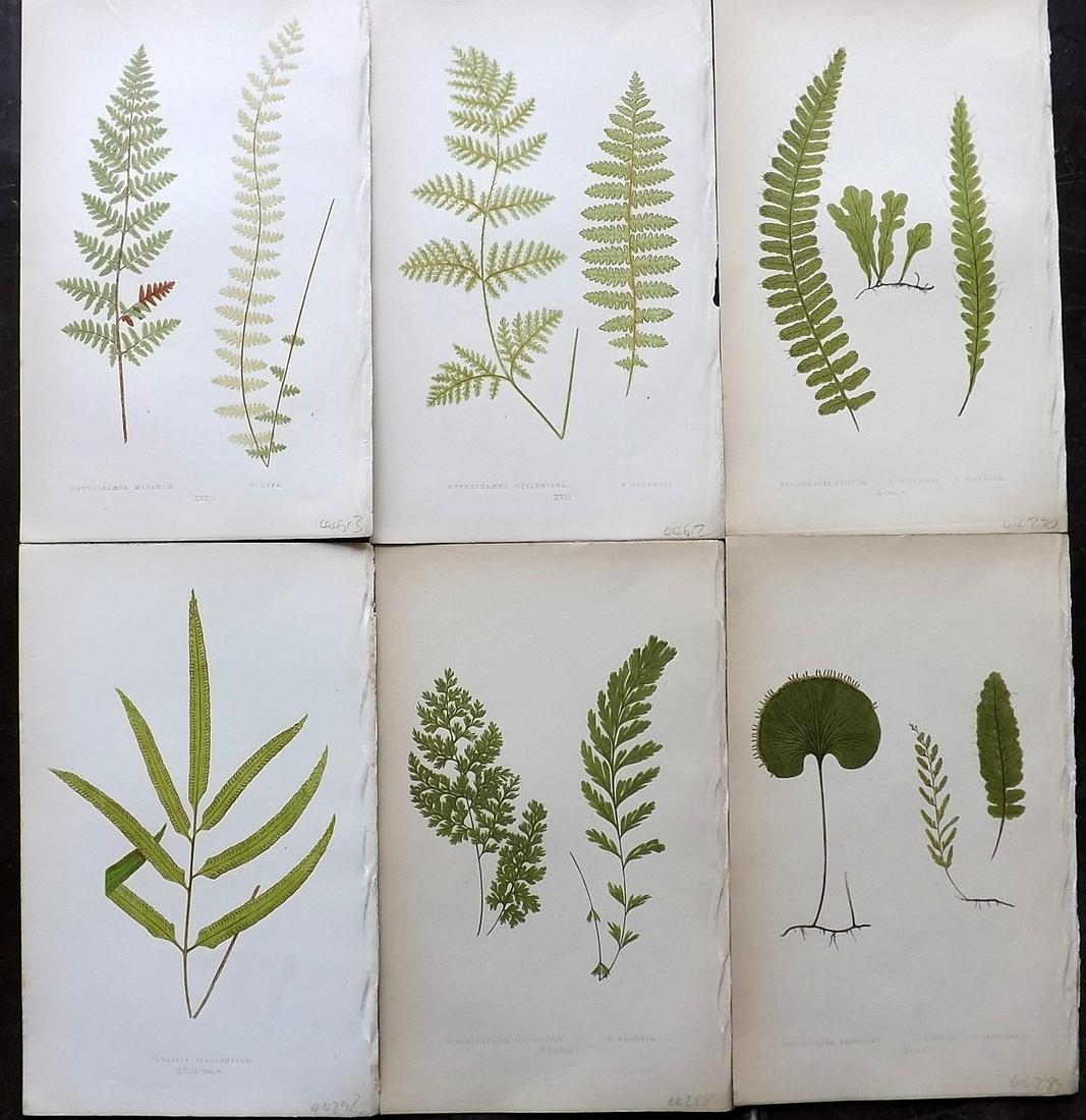 Lowe, Edward 1862 Lot of 6 Antique Fern Prints: Woodblocks Published 1856-62 by Groombridge and Sons, London for "Ferns: British and Exotic" by Edward Lowe. Illustrated by A.F. Lydon. Printed by Benjamin Fawcett. Paper Size: 10 x 6 inch (25 x 15cm)