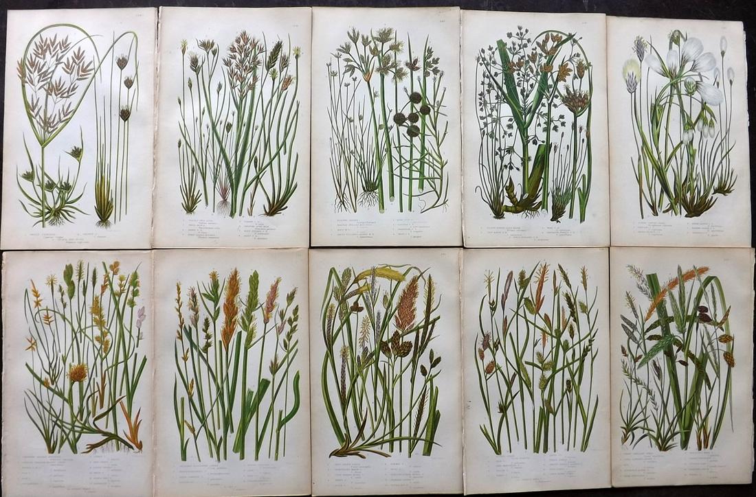 Pratt, Anne 1855 Lot of 10 Antique Botanical Prints: Woodblocks Published 1855-66 by Frederick Warne & Co, London for "The Flowering Plants, Grasses, Sedges and Ferns of Great Britain" by Anne Pratt. Paper Size: 9 x 5.5 inch (23 x 14cm) Very minor margi