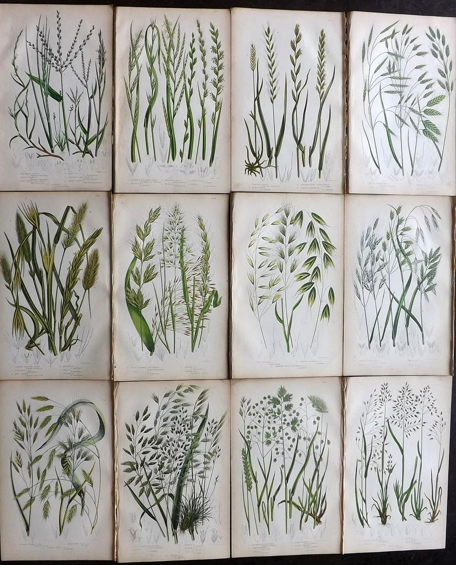 Pratt, Anne 1855 Lot of 12 Antique Botanical Prints: Woodblocks Published 1855-66 by Frederick Warne & Co, London for "The Flowering Plants, Grasses, Sedges and Ferns of Great Britain" by Anne Pratt. Paper Size: 9 x 5.5 inch (23 x 14cm) Very minor margi
