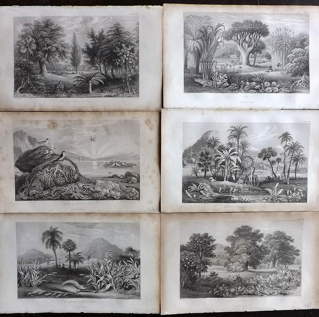 Rhind, William 1857 Lot of 6 Botanical Prints (1 of 2)