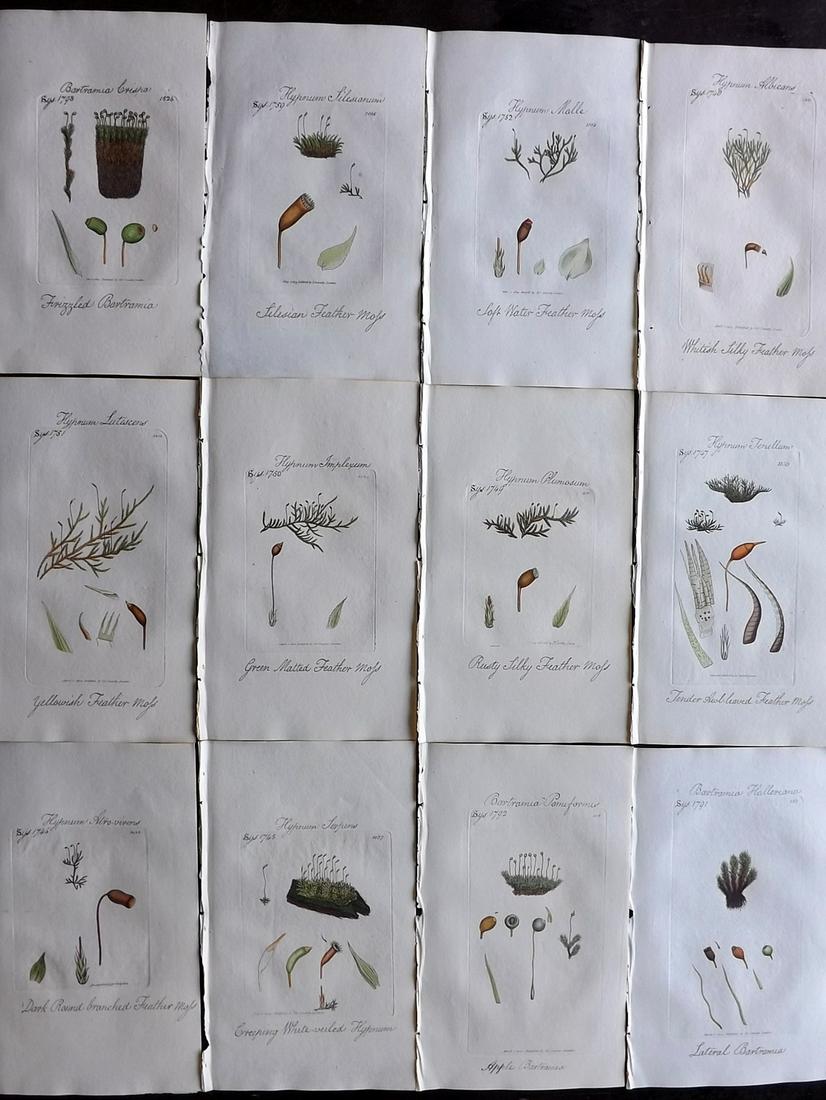 Sowerby, James C1800 Lot 12 HC Botanical Prints Mosses (1 of 2)