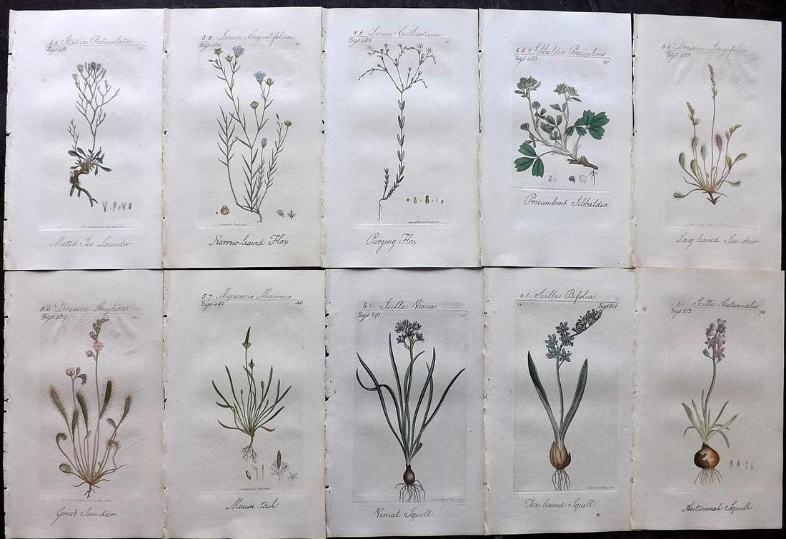Sowerby, James C1800 Lot of 10 HC Flowering Plants (1 of 2)