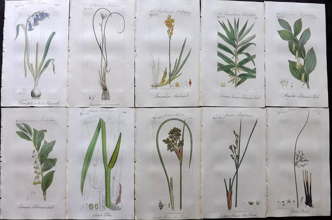 Sowerby, James C1800 Lot of 10 HC Flowering Plants (1 of 2)