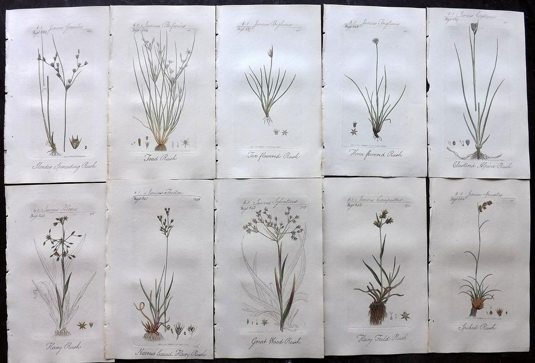 Sowerby, James C1800 Lot of 10 HC Flowering Plants (1 of 2)