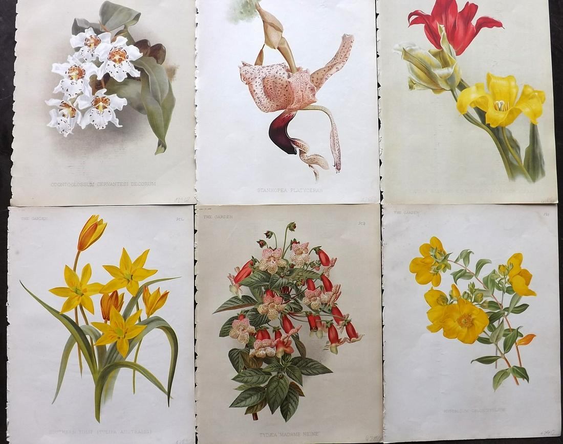 The Garden C1890 Lot of 6 Botanical Prints: Chromolithographs Published 1872-1927, London for "The Garden. An Illustrated Weekly Journal of Horticulture in all its Branches" Edited by William Robinson and others. Paper Size: 11.5 x 9 inch (29 x