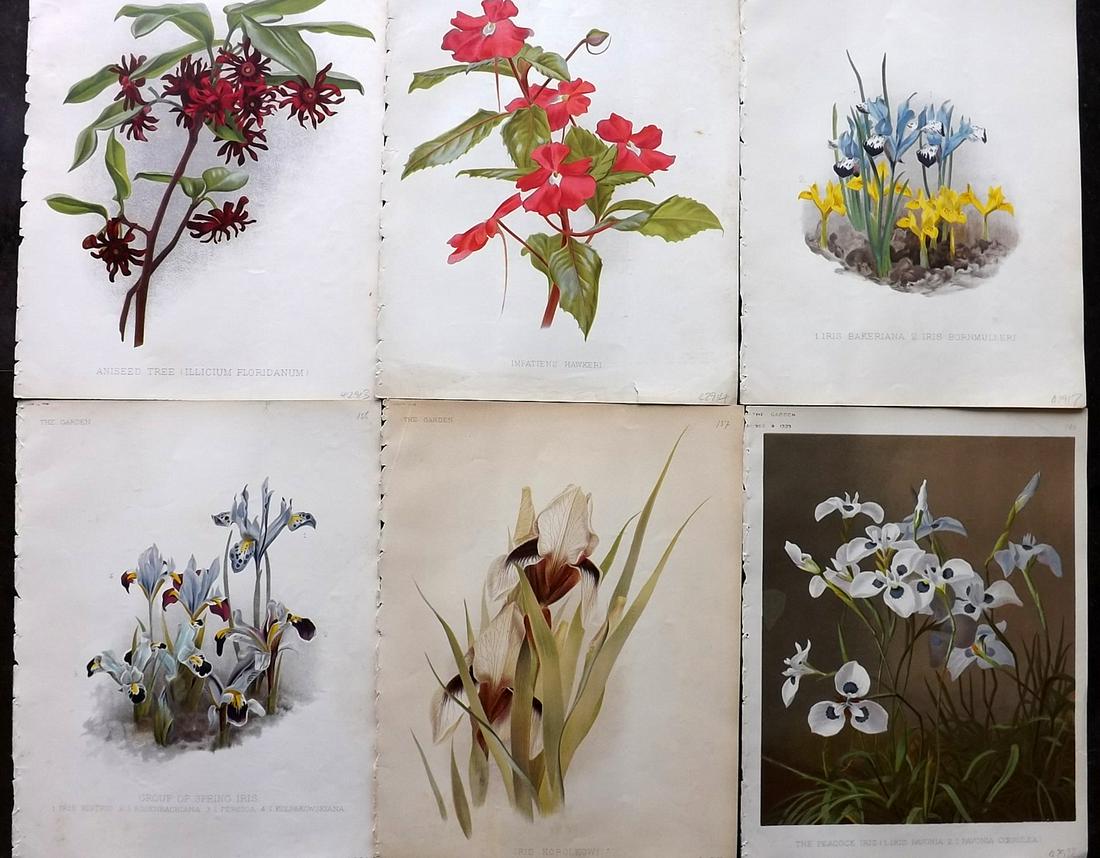 The Garden C1890 Lot of 6 Botanical Prints: Chromolithographs Published 1872-1927, London for "The Garden. An Illustrated Weekly Journal of Horticulture in all its Branches" Edited by William Robinson and others. Paper Size: 11.5 x 9 inch (29 x