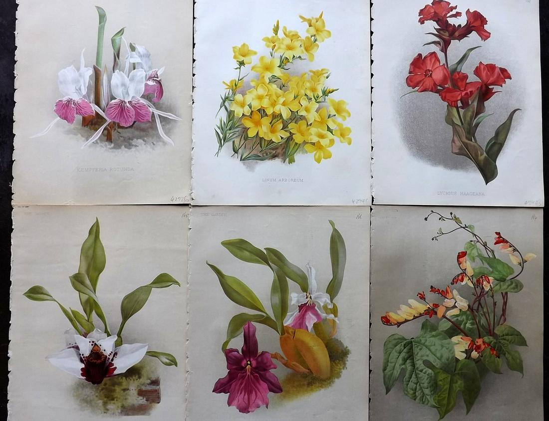 The Garden C1890 Lot of 6 Botanical Prints: Chromolithographs Published 1872-1927, London for "The Garden. An Illustrated Weekly Journal of Horticulture in all its Branches" Edited by William Robinson and others. Paper Size: 11.5 x 9 inch (29 x