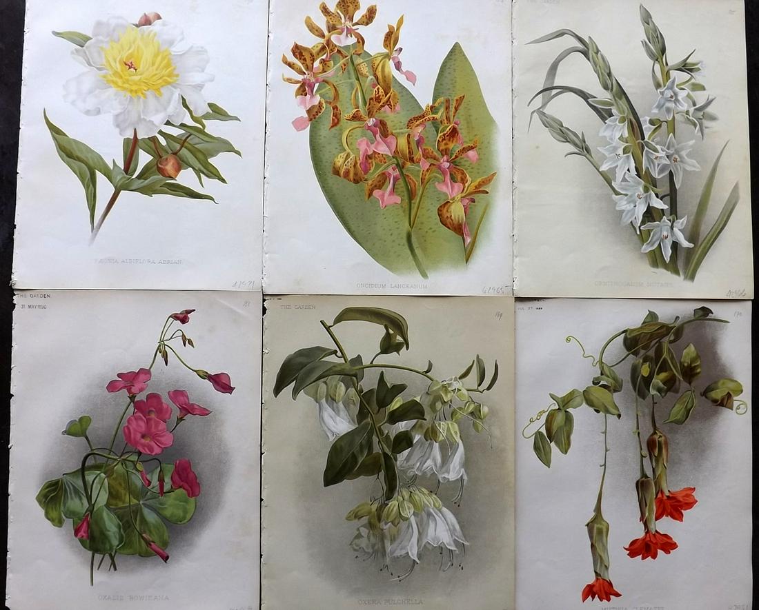 The Garden C1890 Lot of 6 Botanical Prints: Chromolithographs Published 1872-1927, London for "The Garden. An Illustrated Weekly Journal of Horticulture in all its Branches" Edited by William Robinson and others. Paper Size: 11.5 x 9 inch (29 x