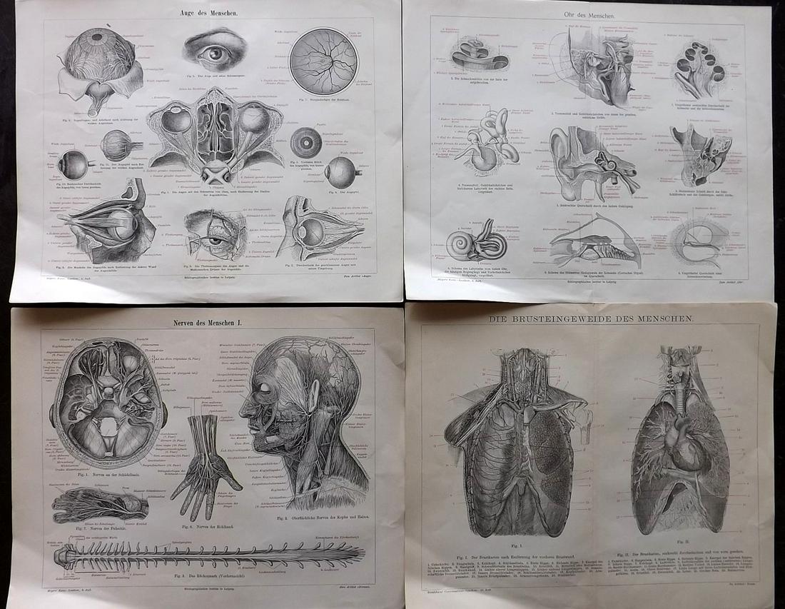 Anatomy 1890's Lot of 4 Antique Prints. Brockhaus Meyer: Lot of Lithographs, Published Leipzig, 1890's. Examples from "Brockhaus' Konversations-Lexikon" and "Meyers Konversations-Lexikon" Paper Size: Up to 12 x 9.5 inch (30 x 24cm) Good Condition