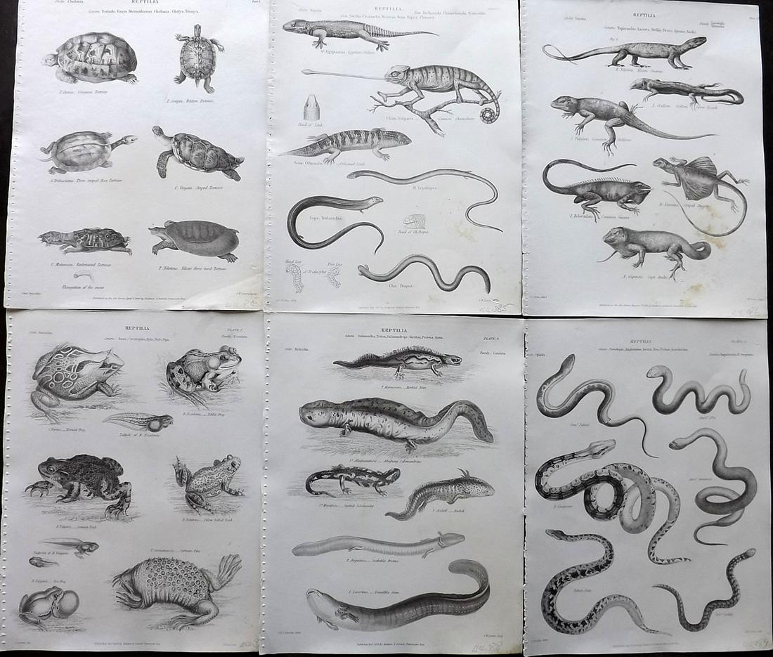 Encyclo. Metropolitana C1830 Lot of 6 Reptile Prints (1 of 2)