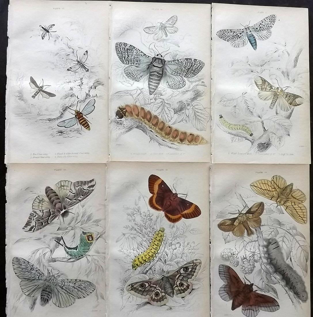 Jardine, William C1840 Lot of 6 Hand Col Moth Prints (1 of 2)