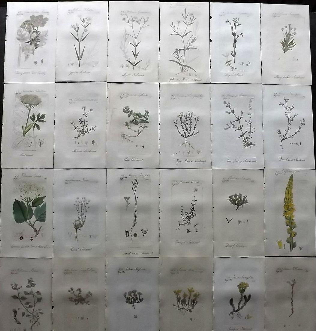 Sowerby, James C1800 Lot of 24 HCol Flowering Plants (1 of 7)