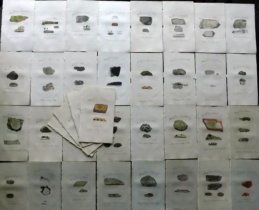 Sowerby, James C1800 Lot of 36 HC Botanical. Lichens (1 of 10)