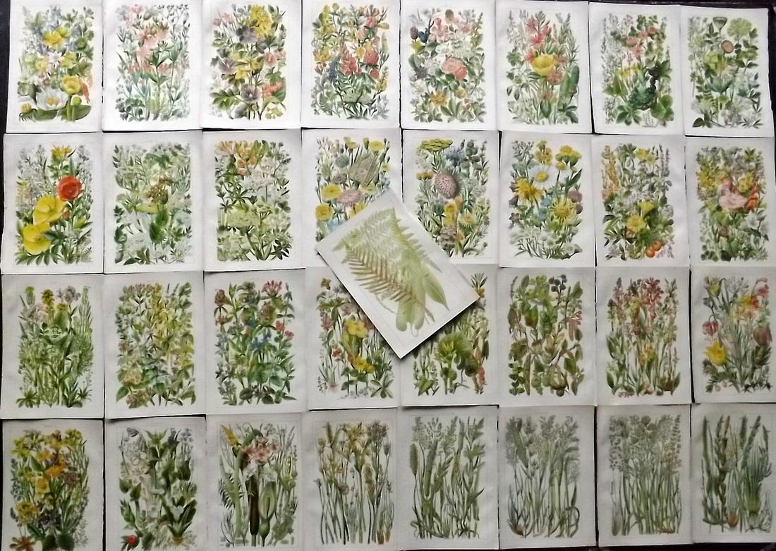 Gordon, W. J. C1900 Lot of 33 Botanical Prints (1 of 5)