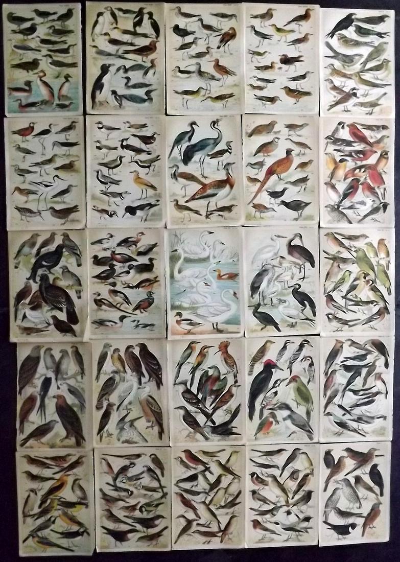 Gordon, W. J. C1900 Lot of 25 Antique Bird Prints (1 of 7)