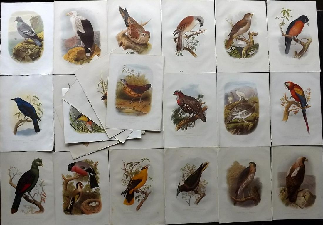 Jones, Thomas 1869 Lot of 23 Antique Bird Prints (1 of 6)